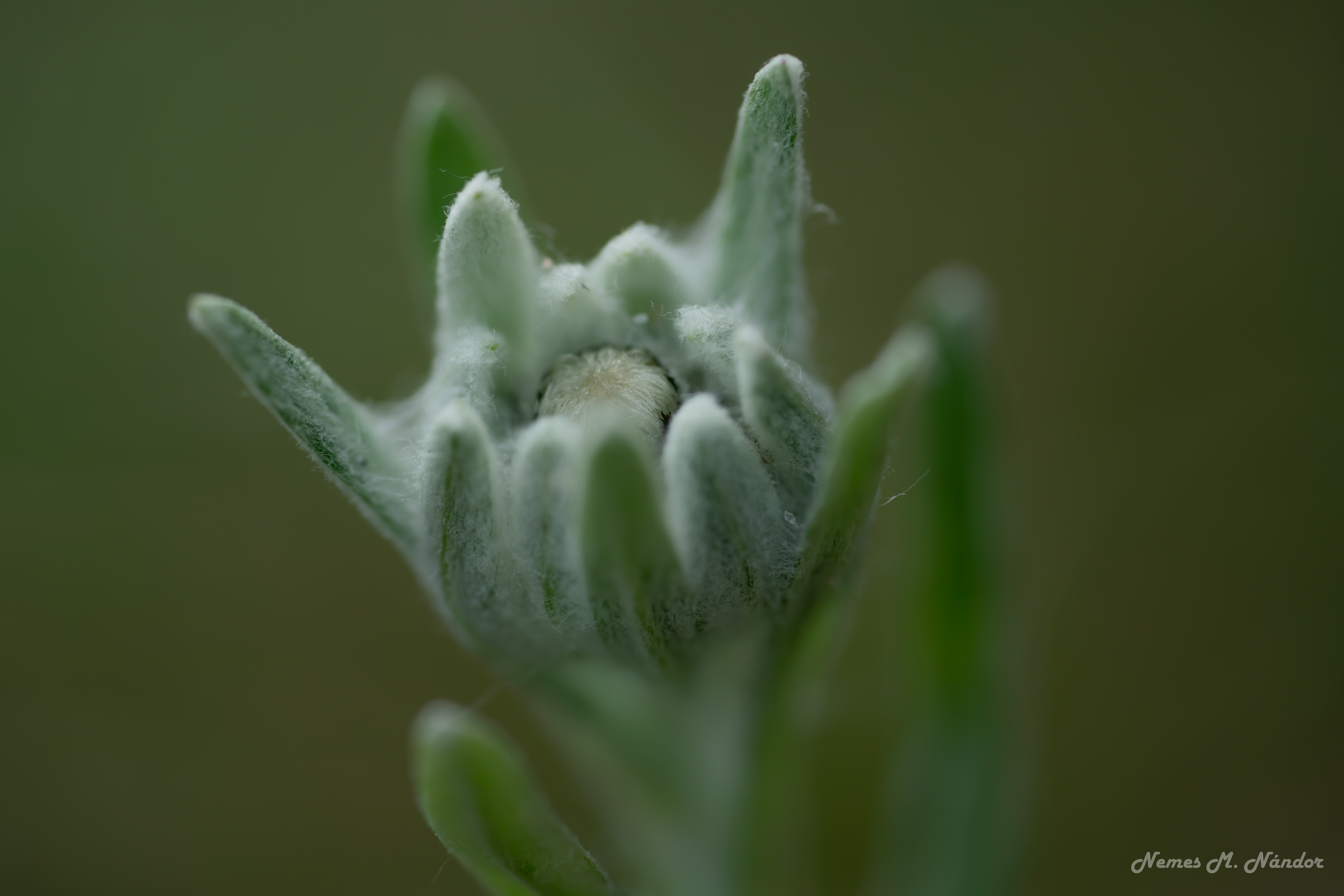 Floarea de colț - Leontopodium alpinum