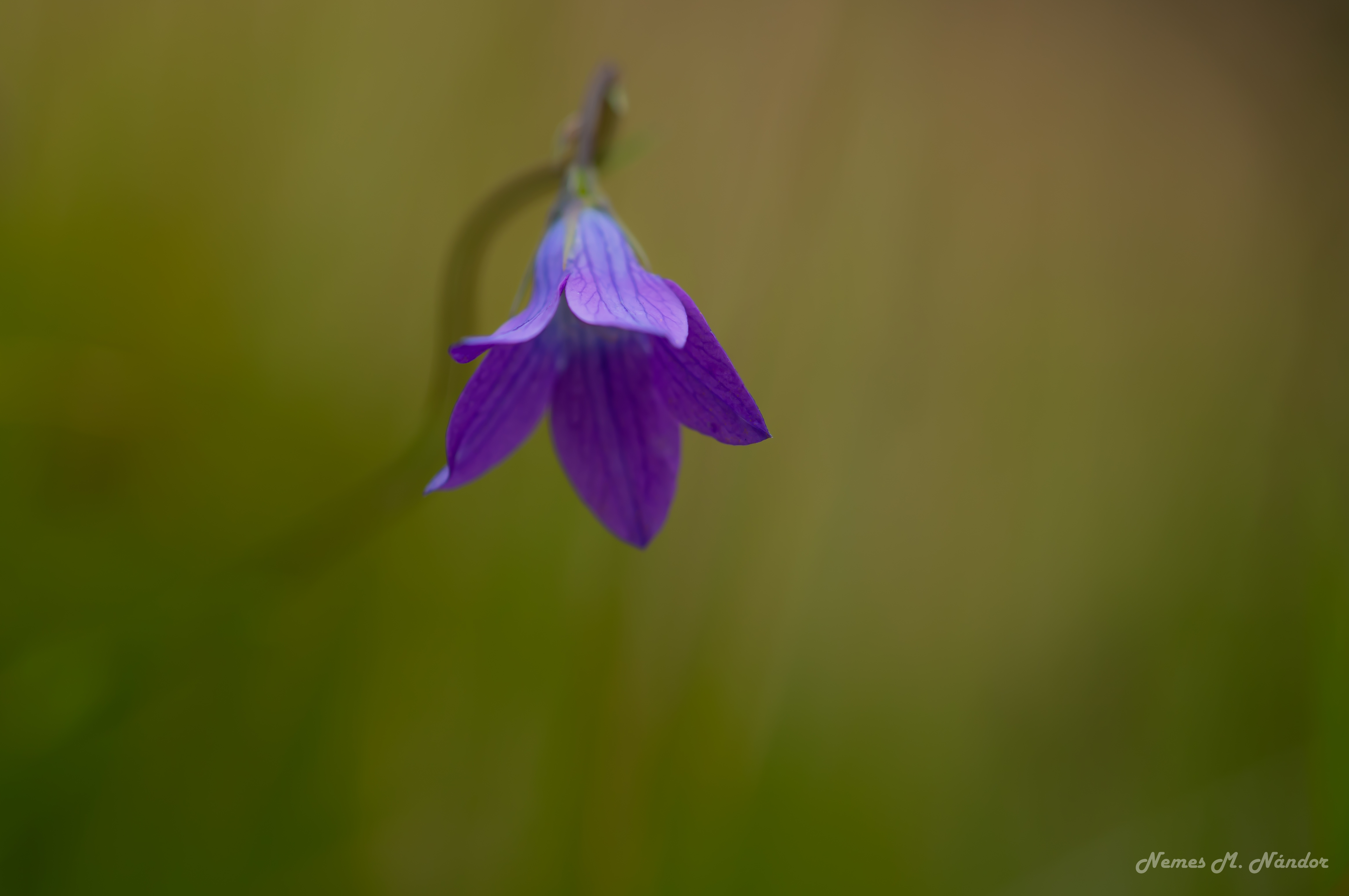 Clopoțel - Campanula Rotundifolia