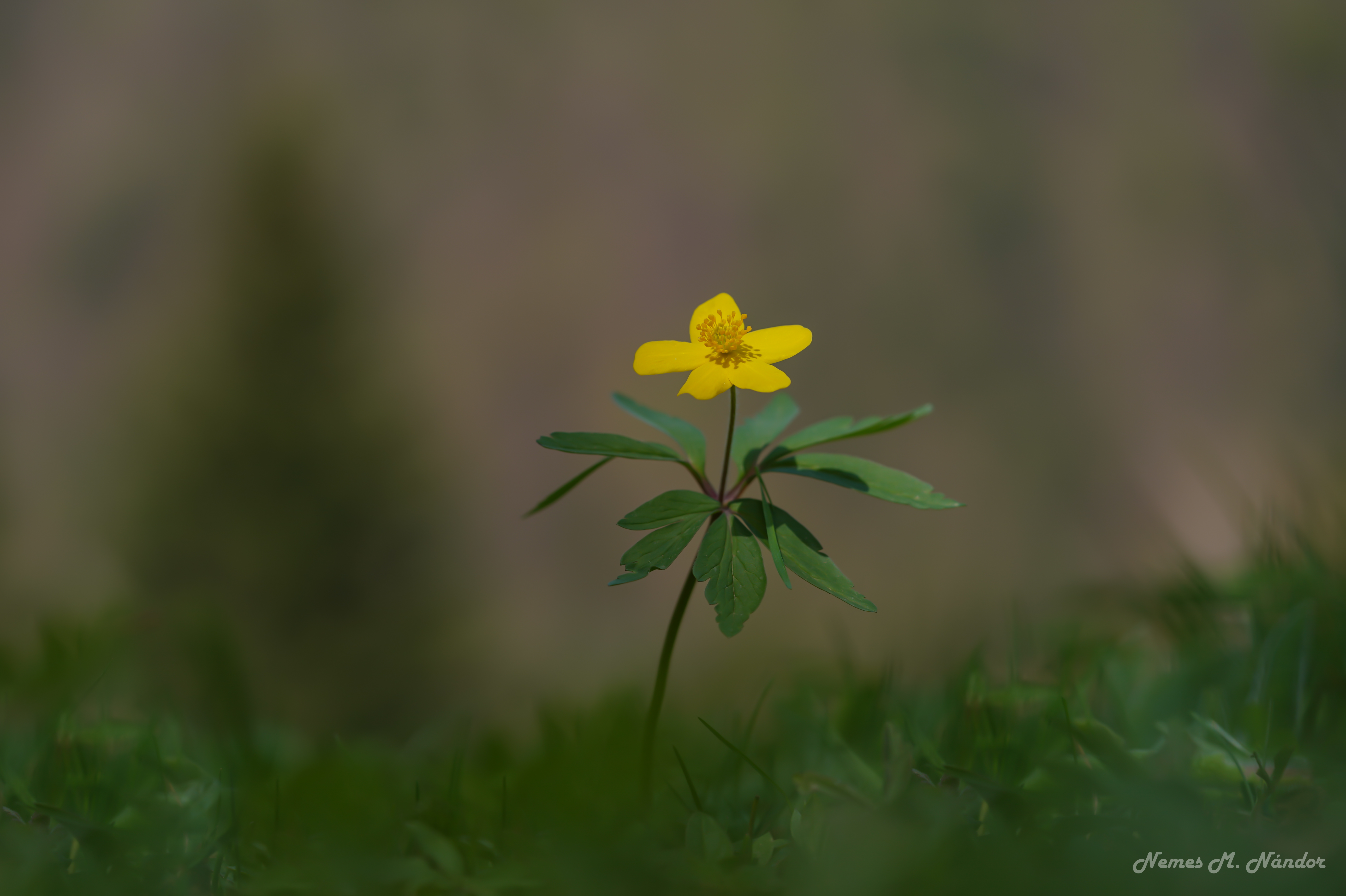 Păștiță - Anemone ranunculoides
