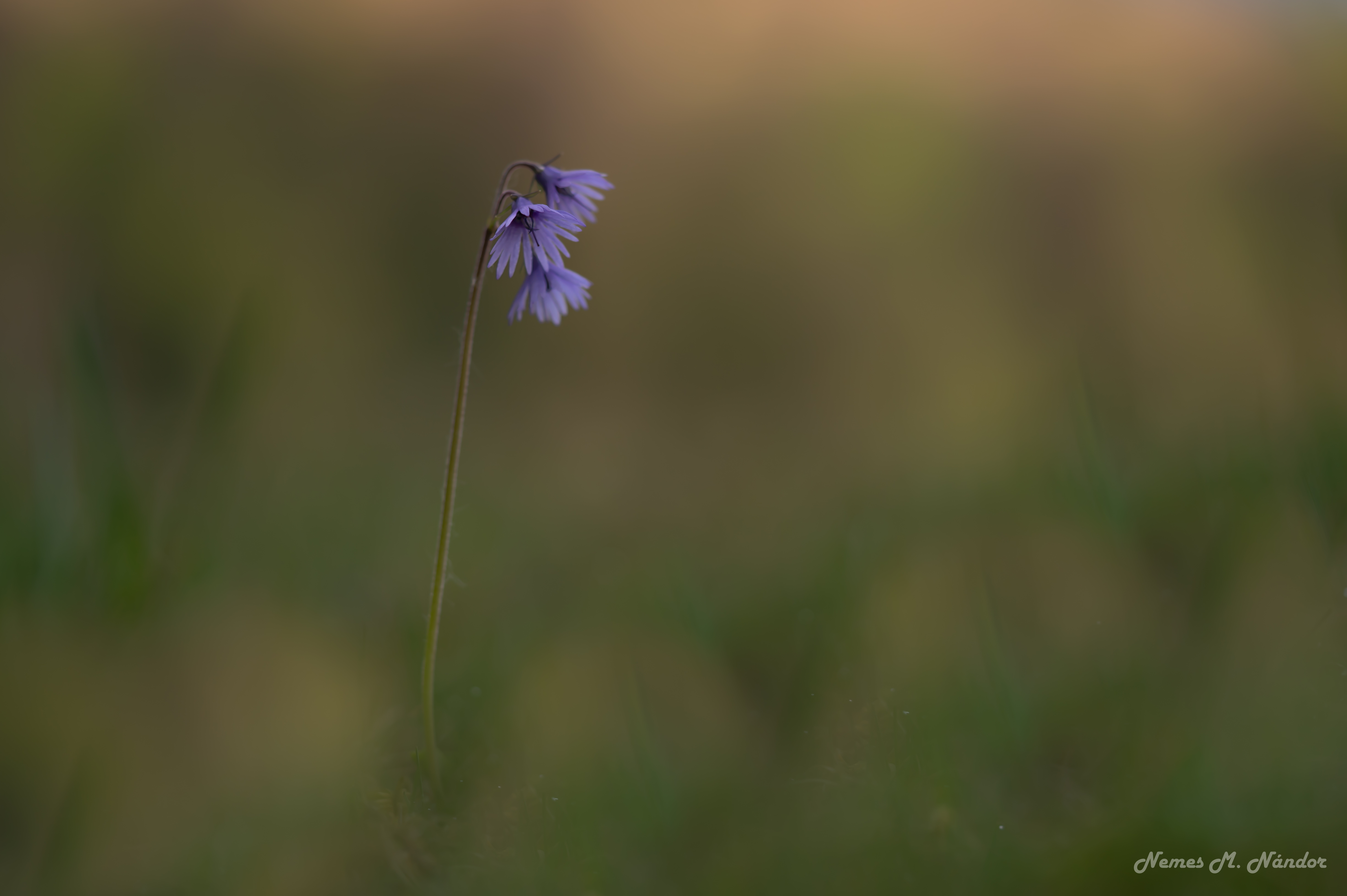 Degetăruț - Soldanella montana