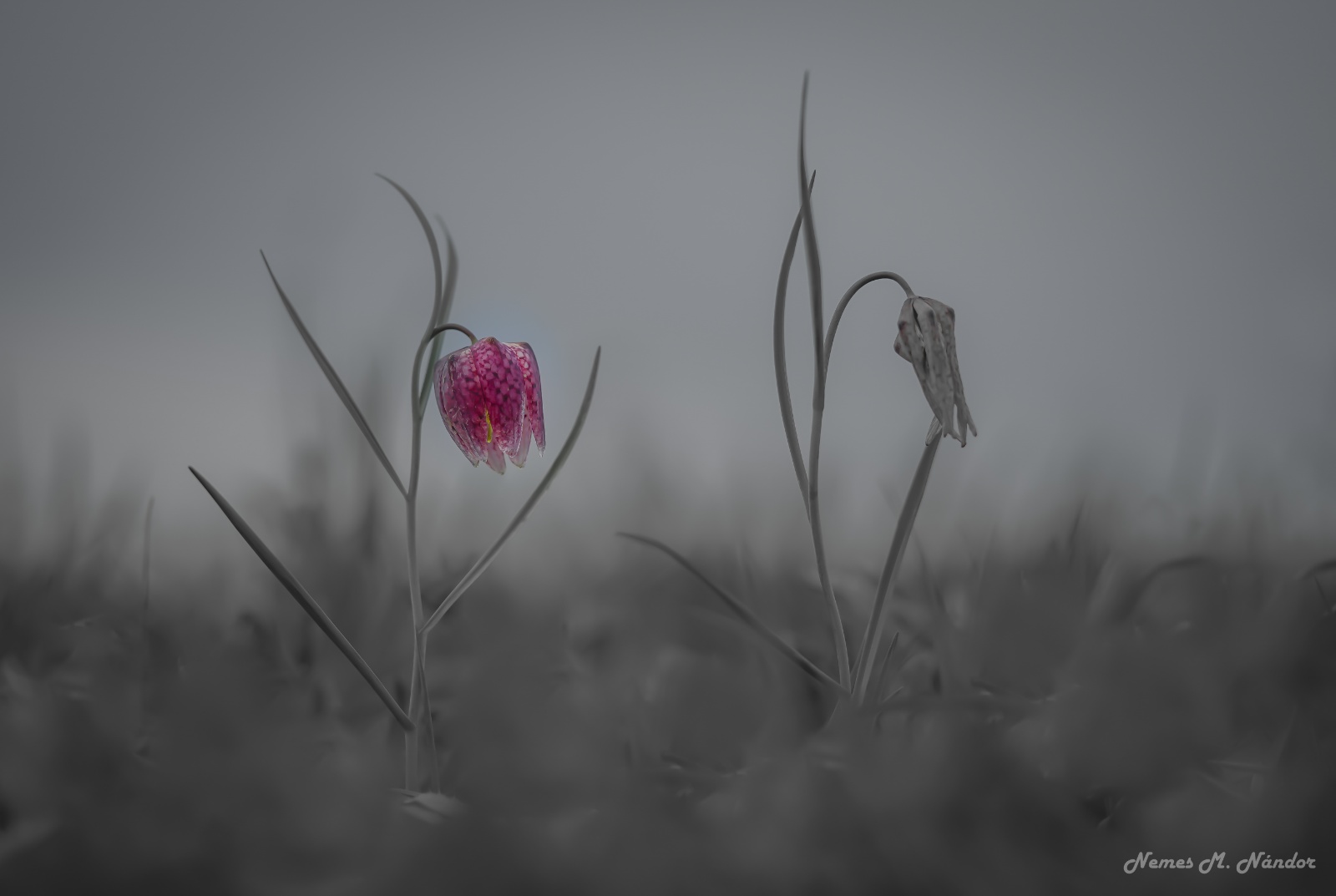 Laleaua pestriță - Fritillaria meleagris