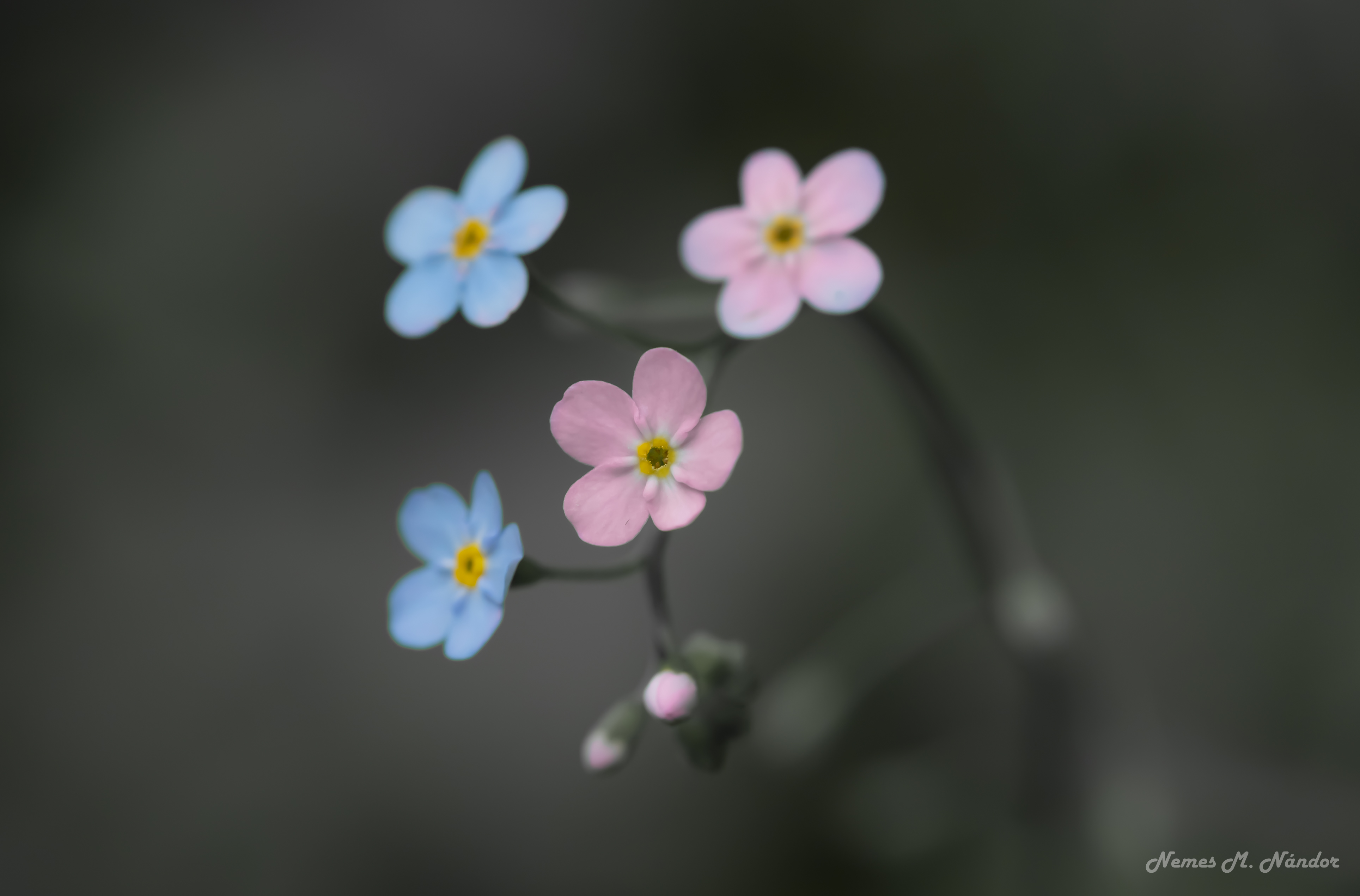 Nu-mă-uita - Myosotis